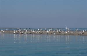 MAX_7162